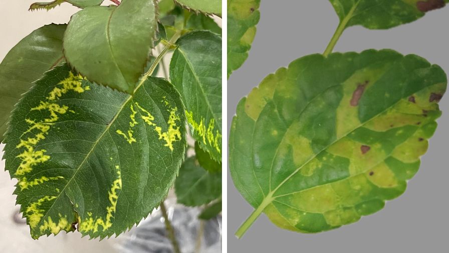 Oakleaf pattern symptoms associated with rose mosaic virus (L) and Salvia greggi with yellow to light green and purple-brown irregular leaf lesions due to downy mildew (R).