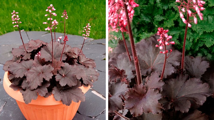 Coral Bells Heuchera Little Cuties™ ‘Coco Loco’.