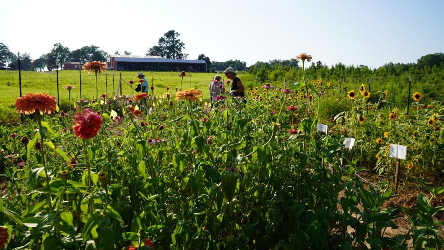 Virginia Tech Cut Flowers
