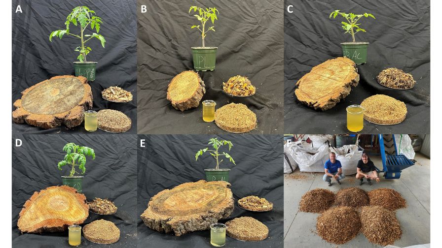 West coast conifer species evaluated as substrates (A) Pinus ponderosa, (B) Pinus lambertiana, (C) Abies concolor, (D) Calocedrus decrurrens, (E) Pseudotsuga menziesii, and (F) wood chips of all five species.