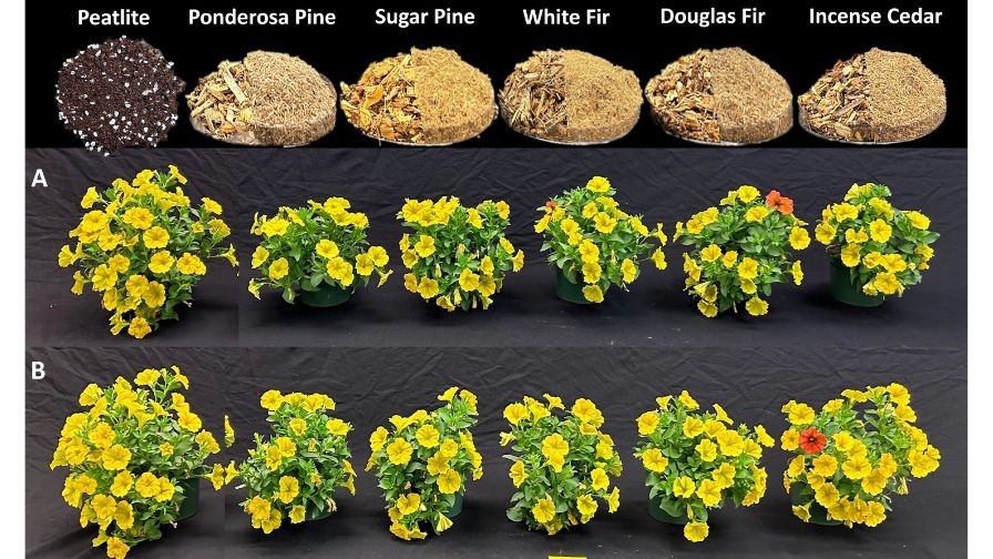 Petchoas grown in peat amended with A) 25% and B) 50% sixteen-week aged hammer-milled wood from five western U.S. conifer species.