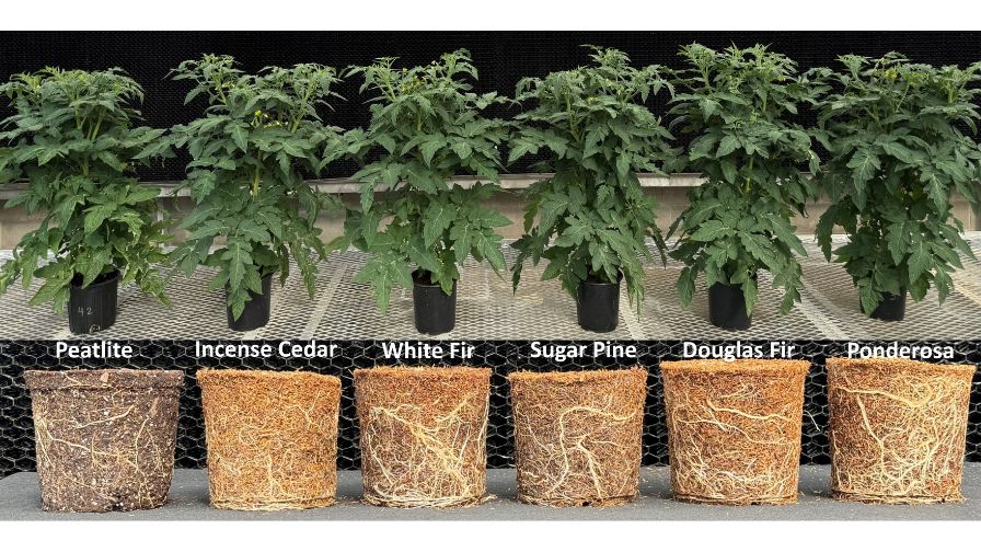 Tomatoes grown in peatlite and five hammer-milled substrates made from western conifer species.