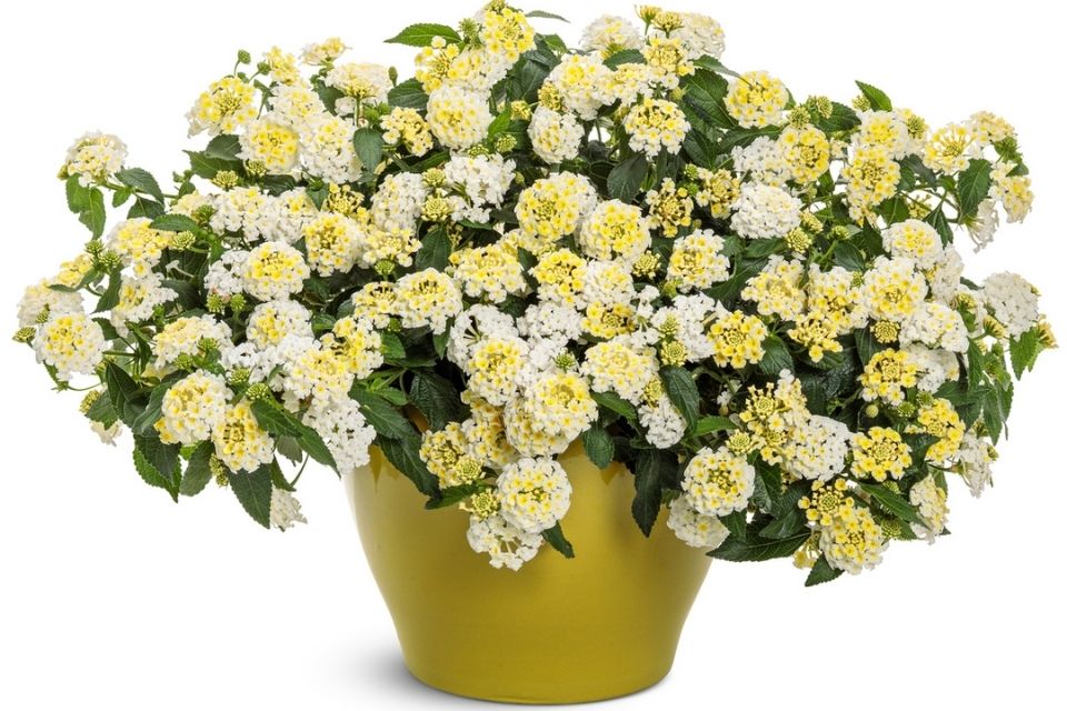 Lantana Luscious® Vanilla Breeze™.
