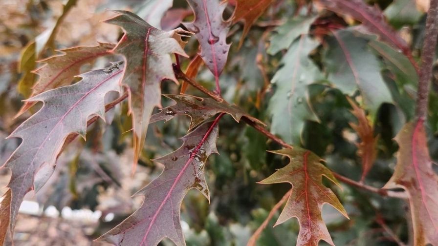 Saturnalia™ American hybrid oak