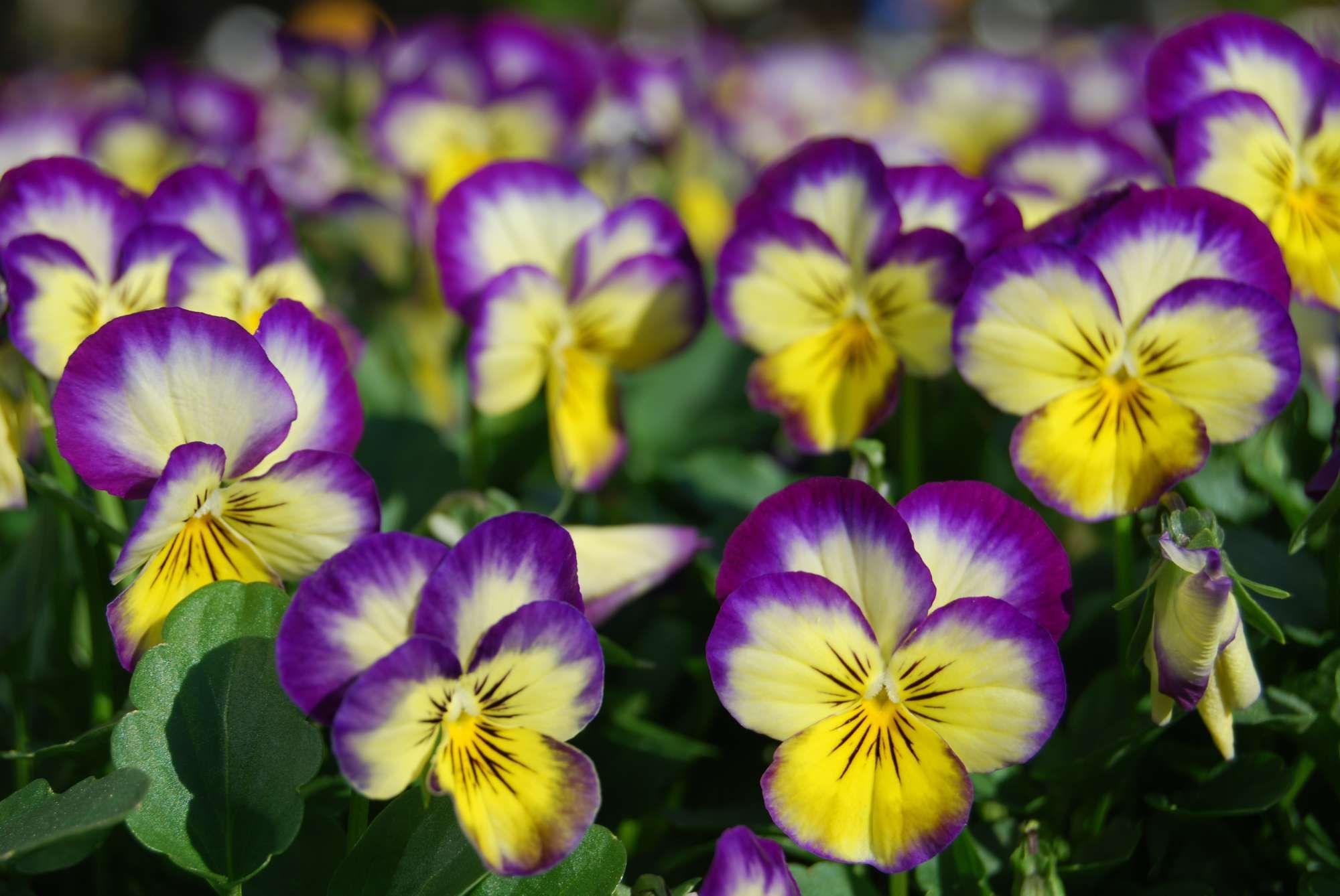 greenhouse-production-tips-for-a-successful-spring-pansy-crop